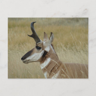 A4 Pronghorn Antelope Young Buck Head Shot Profile Briefkaart