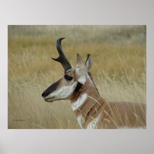 A4 Pronghorn Antelope Young Buck Head Shot Profile Poster (Voorkant)