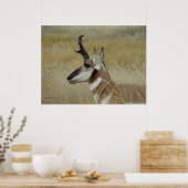 A4 Pronghorn Antelope Young Buck Head Shot Profile Poster (Keuken)