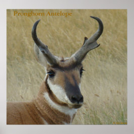 A5 Pronghorn Antelope Big Buck Head Shot Poster