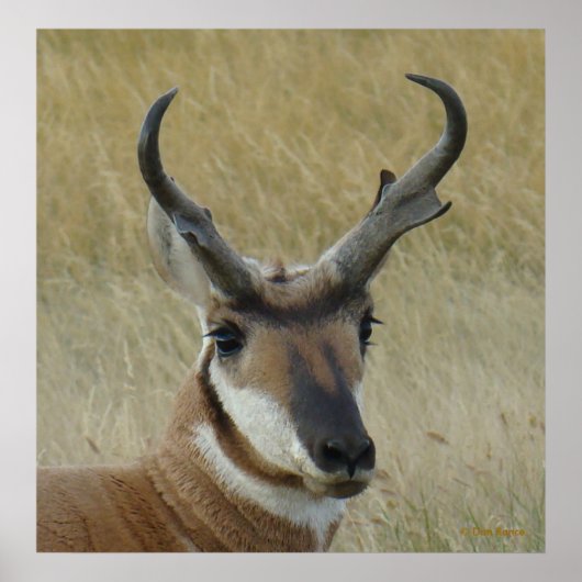 A5 Pronghorn Antelope Big Buck Head Shot Poster (Voorkant)