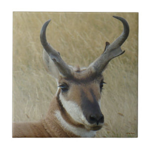 A5 Pronghorn Antelope Big Buck Head Shot Tegeltje