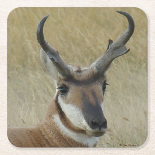 A5 Pronghorn Antelope Big Buck Head Vierkante Kartonnen Onderzetter