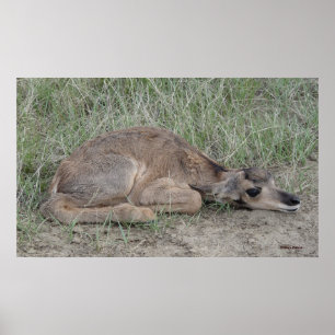 A6 Baby Gaffelbok Antilope Poster