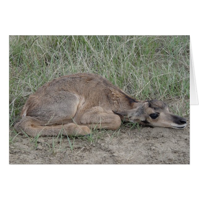 A6 Baby Pronghorn Antelope (Devant horizontal)