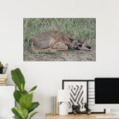 A6 Baby Pronghorn Antelope Poster (Thuiskantoor)
