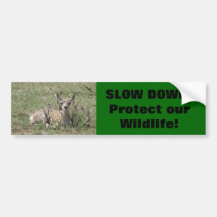A7 Baby Gaffelantilope Bumpersticker
