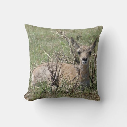 A7 Baby Gaffelantilope Kussen (Voorkant)