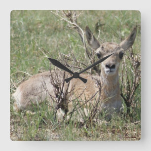 A7 Baby Gaffelantilope Vierkante Klok