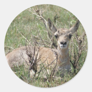 A7 Baby Gaffelbok Kop Omhoog Ronde Sticker