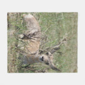 A7 Baby Pronghorn Antelope Fleece Deken (Voorkant (Horizontaal))