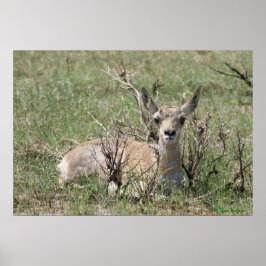 A7 Baby Pronghorn Antelope omhoog Poster