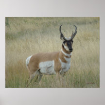 A8 Gaffelantilope Grote Bok
