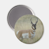 A8 Pronghorn Antelope Big Buck Magneet (Voorkant / Achterkant)