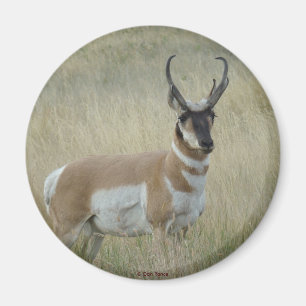 A8 Pronghorn Antelope Big Buck Magneet