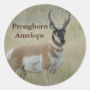 A8 Pronghorn Antelope Big Buck Ronde Sticker