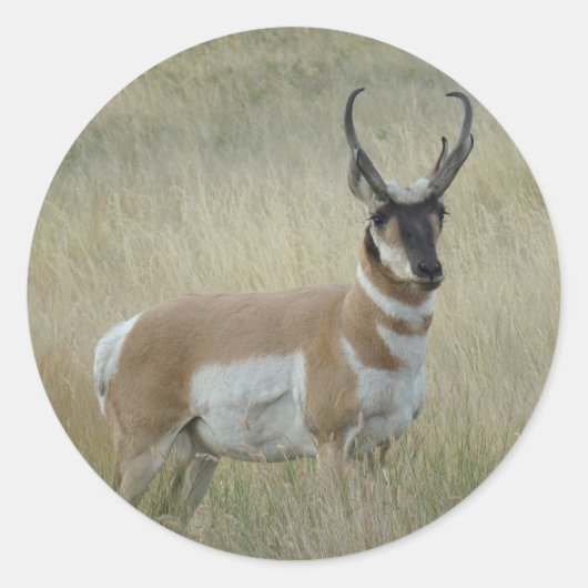 A8 Pronghorn Antelope Big Buck Ronde Sticker (Voorkant)