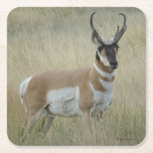 A8 Pronghorn Antelope Buck Vierkante Kartonnen Onderzetter