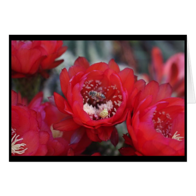 A bij en cactus (Voorkant Horizontaal)