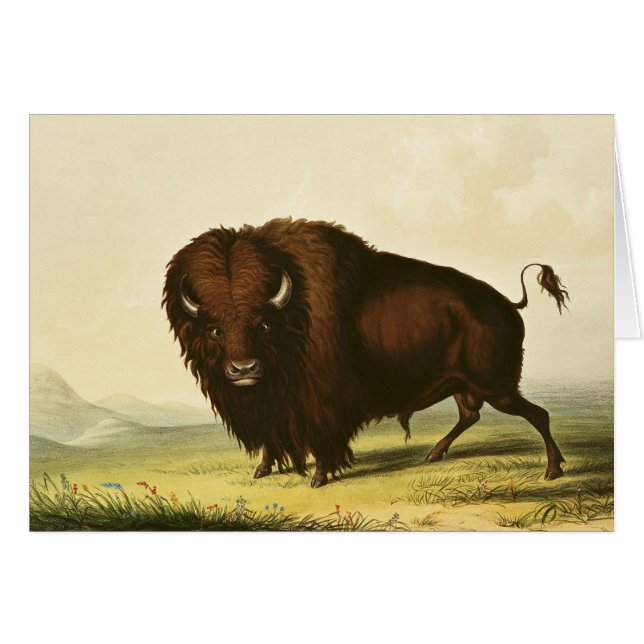 A Bison, c.1832 (Voorkant Horizontaal)