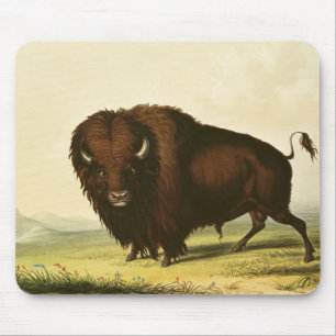 A Bison, c.1832 Muismat