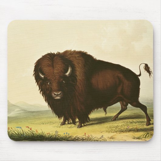 A Bison, c.1832 Muismat (Voorkant)
