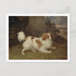 A Blenheim Spaniel, c.1820-30 (olie op doek) Briefkaart