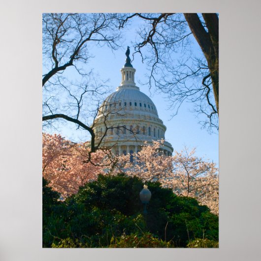 A Capital Cherry Blossom Poster (Voorkant)