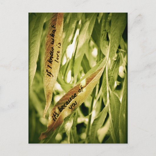 À cause de vous (amour) carte postale (Devant)