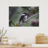 A Chickadee Poster (Keuken)