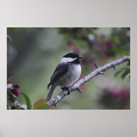 A Chickadee Poster (Voorkant)