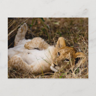 A Cub's Siesta Briefkaart
