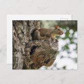 A curious squirrel perched on the knob of a tree. briefkaart (Voorkant / Achterkant)