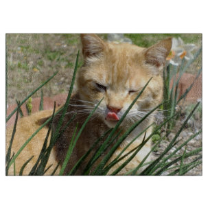 À Découper Orange Kitty dans la planche de découpe Rasperry d