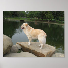 A Dog At A Pond Poster