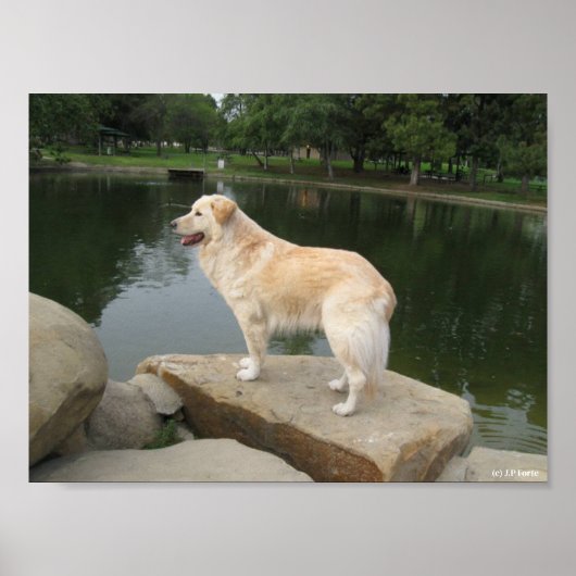 A Dog At A Pond Poster (Voorkant)