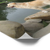 A Dog At A Pond Poster (Hoek)