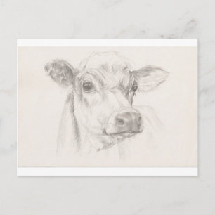 A drawing of a young cow briefkaart