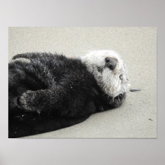 A dreaming sea otter poster (Voorkant)