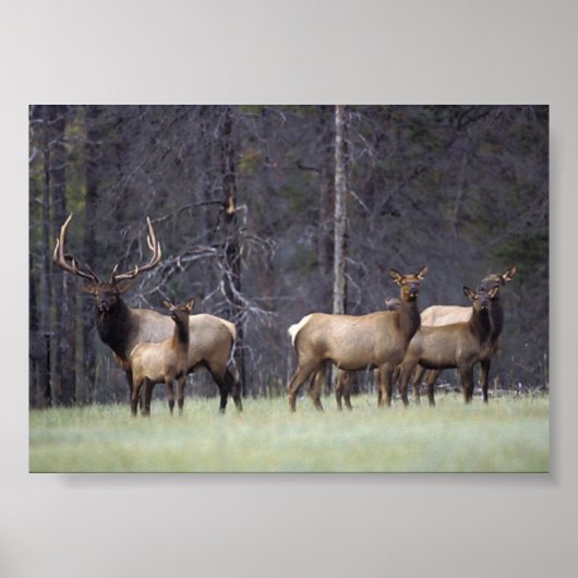 A en Zijne Harem Poster (Voorkant)