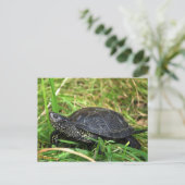 A European Pond Turtle Briefkaart (Staand voorkant)
