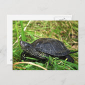 A European Pond Turtle Briefkaart (Voorkant / Achterkant)