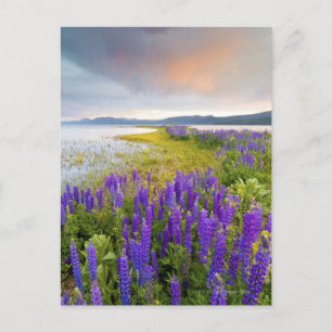 A field of Lupine wildflowers on the North Shore Briefkaart