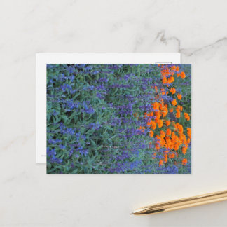 A flower garden of blue salvia and marigolds. briefkaart