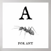 "A" for Ant  Poster (Devant)