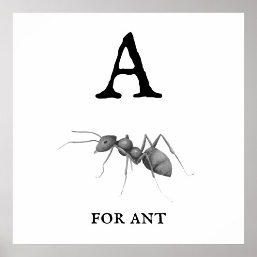 "A" for Ant Poster (Devant)