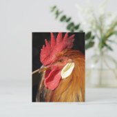A Gorgeous Leghorn Rooster Briefkaart (Staand voorkant)