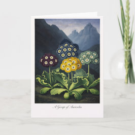 A Group of Auriculas — Modern Botanical Reinterpre Kaart