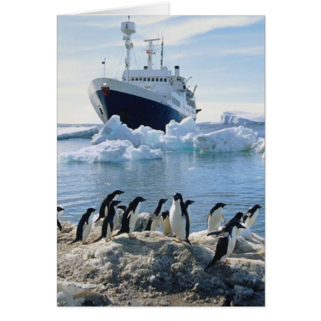 A Group of Penguins Standing On An Icy Beach (Devant)