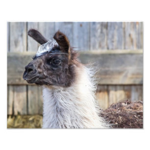 A Happy Llama Foto Afdruk